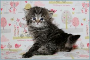 Female Siberian Kitten from Deedlebug Siberians